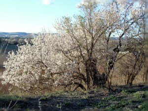 15_almendros