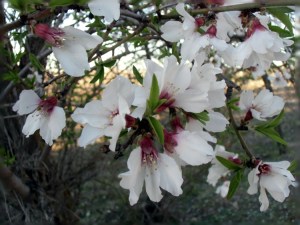 5_almendro en flor