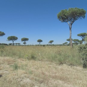 Paseando por el Pinar de&nbsp;Laguna