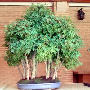 Exposición de Bonsais en&nbsp;Laguna