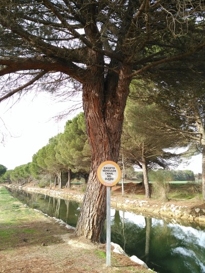 Gran pino, donde comienza el recorrido del Canal por Laguna.