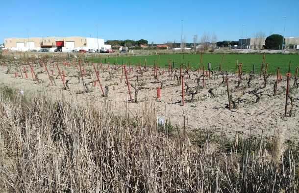 Zonas de viñedos cercanas al Polígono de las Lobas
