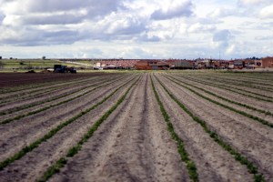 Tierras de cultivo en Laguna de Duero