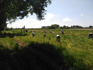 Fiesta del Guisante en Huertos Ecológicos El Maniego