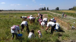 Fiesta del Guisante en Huertos Ecológicos El Maniego