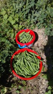 Fiesta del Guisante en Huertos Ecológicos El Maniego